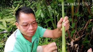 Itulah bunga krokot (moss rose), tanaman yang penuh estetika. Bunga Kantan Cara Tanam Dan Khasiatnya Youtube