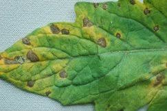 Image result for Septoria leaf spot of tomato