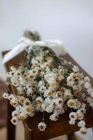 Dried Ammobium Bunch Mini Daisies Everlasting Dried Flowers Mini Daisy White Daisies Dried Flower Bouquet Dried Flowers Everlasting Flowers