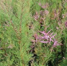 Image result for tamarix ramosissima pink cascade