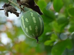 Image result for Coccinia adoensis