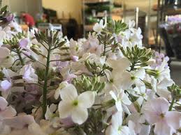 Save 45% on the best flowers delivered locally, same day & free delivery today! Seattle Express Wholesale Florist Home Facebook