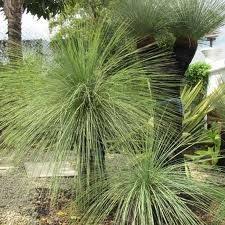 Black Boy Plant Google Search Native Garden Deck Garden Garden
