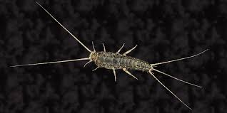 This means that your food (especially dry foods), clothes, shampoos, soaps, books, wallpaper, plants, and many. How To Get Rid Of Silverfish In Your Home