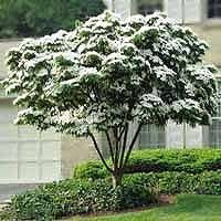 I've put together this list for those interested in beginning to research an orchard or fruit tree grove. 27 Flowering Trees Ideas Flowering Trees Plants Shrubs