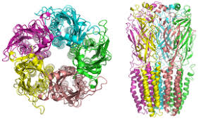 Nicotinic acetylcholine receptors belong to the superfamily of pentameric. Acetylcholine Receptor Wikipedia