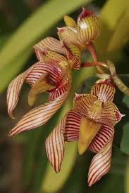 Image result for Bulbophyllum X chikukwa