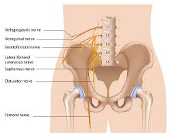 This is also known as the medial compartment of the thigh that consists of the adductor muscles of the hip. Ilioinguinal Nerve Ablation Pain Spa