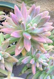 Maybe you would like to learn more about one of these? 15 Stunning Pink Succulents You Would Love With Pictures Succulent Plant Care