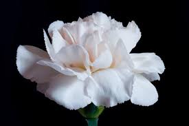 Magnolia flowers and bark have been used for centuries in traditional chinese medicine. Meanings Of Carnation Flowers Of Different Colors Just Fascinating Gardenerdy