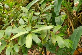 Image result for Brexia madagascariensis