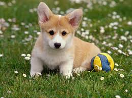 Image result for dogs