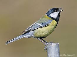 Image result for Kohlmeise vogelhouse