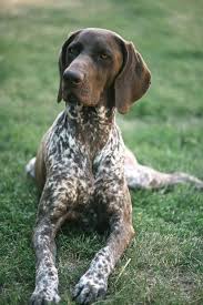 German Shorthaired Pointer Dog Breed Information German Shorthaired Pointer Dog Gsp Dogs Gsp Puppies