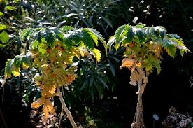 Image result for Melianthaceae