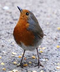 Birds That Start With B Pin By B Symone On Roodborsten Robin Bird Beautiful Birds Garden Animals