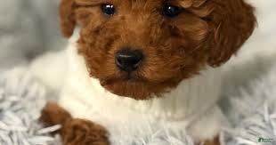 Layla for sale in Maple Shade