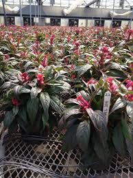6 0 Celosia White Nursery Plants Nursery