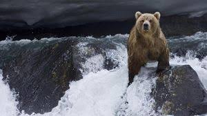 Over 40,000+ cool wallpapers to choose from. Bear Full Hd Hdtv Fhd 1080p Wallpapers Hd Desktop Backgrounds 1920x1080 Downloads Images And Pictures