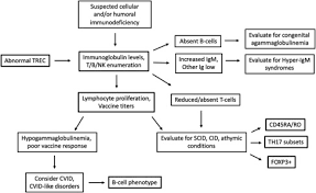 Image result for Humoral Immunodeficiency