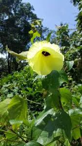 Image result for Azanza lampas