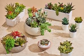 Many people start out with cactus as a gift plant and don't think much about cactus propagation. The Best Fake Succulents Ikea Target 3 Others Apartment Therapy