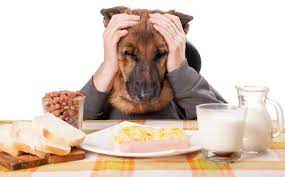 Maybe you would like to learn more about one of these? Which Is The Best Dog Food For German Shepherds Afghanistan German Shepherd Dogs Club