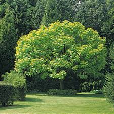 Nous avons sélectionné pour vous différentes espèces d' arbres pour ombrage : Quel Arbre Choisir Pour Faire De L Ombre Au Jardin