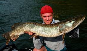 In vivo kan vanlig gädda abborre leva upp till 14 år och öka kroppsvikt upp till 18 kg. 12 Snabba Fragor Till Rasmus Ljungqvist Swedish Anglers