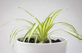 It can go without sunlight for a very long time, and it helps clear the air at the same time. Watering Spider Plants How Often And How Much Dengarden