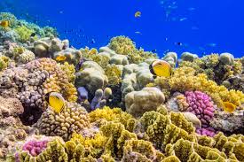 We Can Save Earth S Coral Reefs Scientific American Hidden beneath the ocean waters, coral reefs teem with life. we can save earth s coral reefs