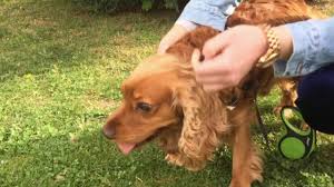 Pati Amerikan Cocker Spaniel Youtube