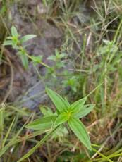 Image result for Kyllinga erecta