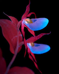 Image result for Eulophia tanganyikensis