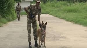 Over 25 years experience in importing, training and breeding belgian malinois. Delhi Metro Appoints New Guardian Polo The Belgian Malinois A Dog Breed That Tracked Osama Bin Laden Trending Hindustan Times