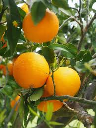 Image result for Citrus × aurantium