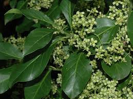 Image result for Euonymus fortunei