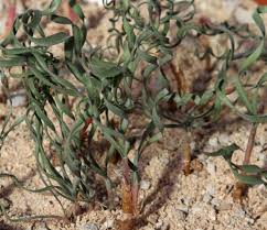 Image result for Gethyllis