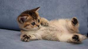 Best Ideas About Laptop Wallpaper On Pinterest Desktop Cute Wallpapers For Laptop Hd Wallpaper In 2021 Cat Wallpaper Kitten Wallpaper Cute Cats And Kittens