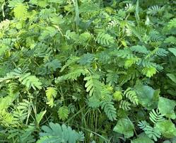 Image result for Chamaecrista