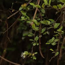 Image result for Capparaceae