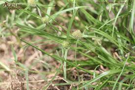 Image result for Kyllinga