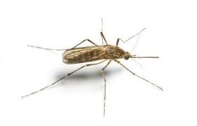 Hand picked by an independent editorial team we scored 29 accountants in murfreesboro, tn and picked the top 8. Pest Control Exterminator Murfreesboro Tn The Bug Man Termite Pest Control Pest Control Pest Control Services