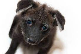 Meet Dora And Diego The Maned Wolf Pups Zooborns