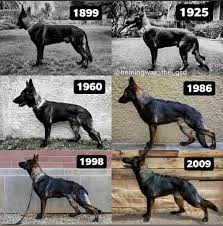 Germans Shepherd Evolution In Time German Shepherd Dogs Dogs Shepherd Dog