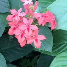 Image result for Ruspolia seticalyx