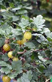 Stachelbeeren Schneiden Gartenpflanzen Garten Pflanzen Gartendesign Ideen