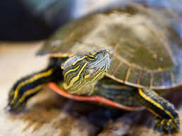 Should You Keep A Wild Turtle