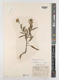 Image result for Eschenbachia