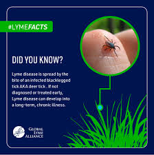 Image result for infected tick bite